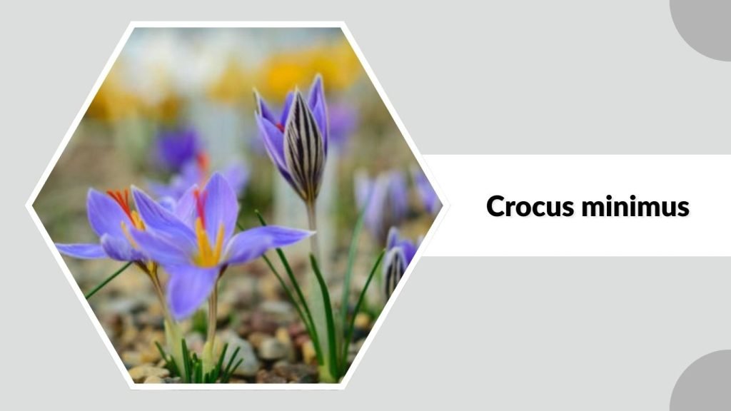 Crocus minimus 