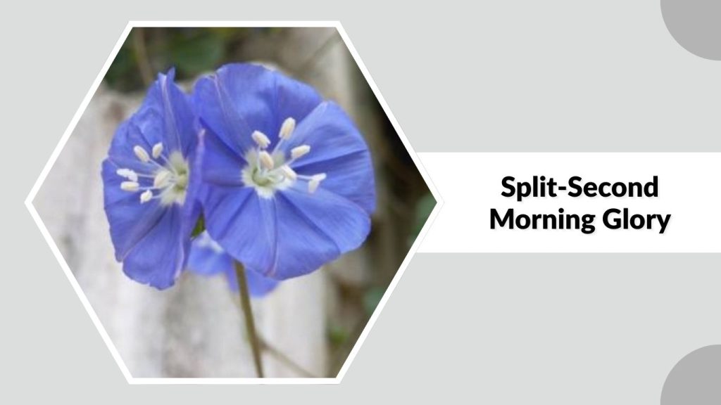 Split-Second Morning Glory