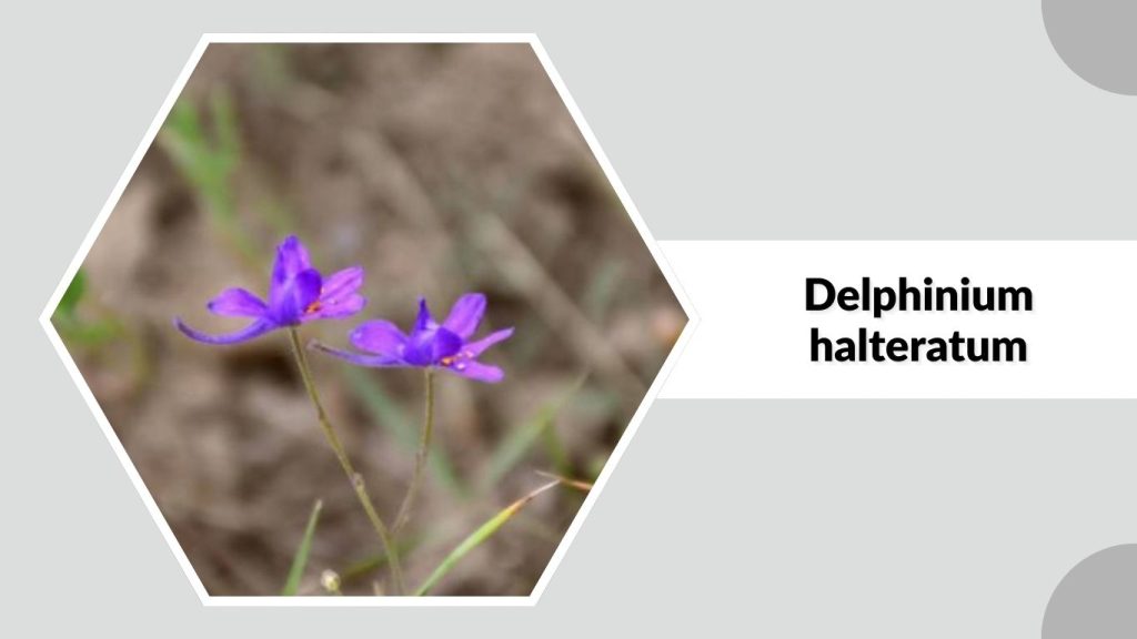 Delphinium halteratum