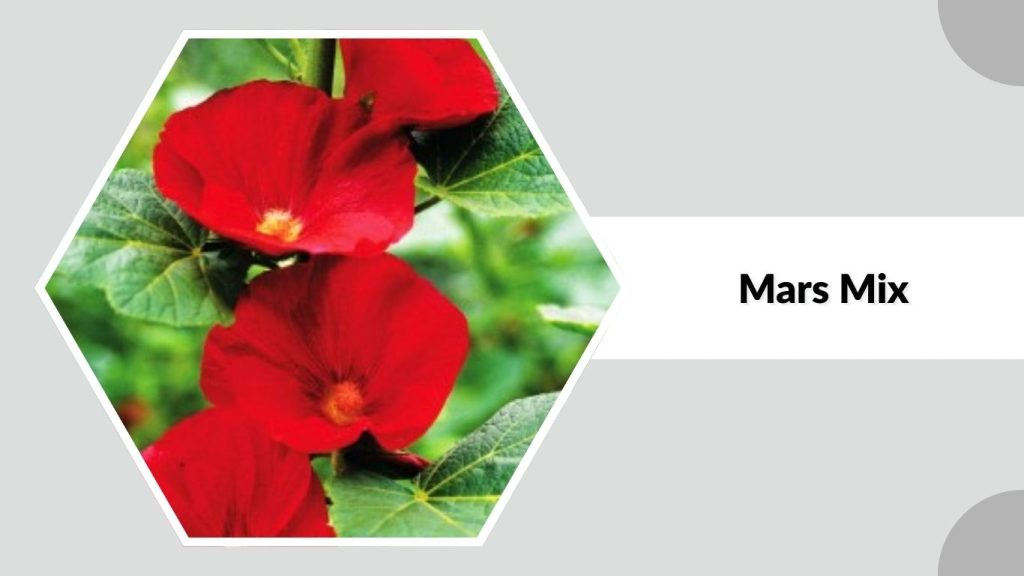 Alcea rosea ‘Mars Mix’