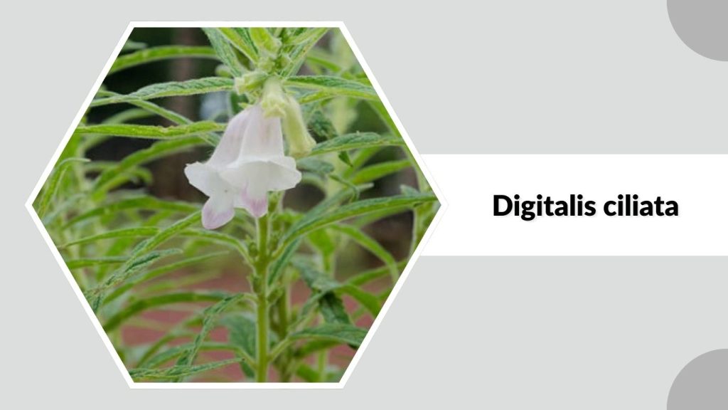 Digitalis ciliata