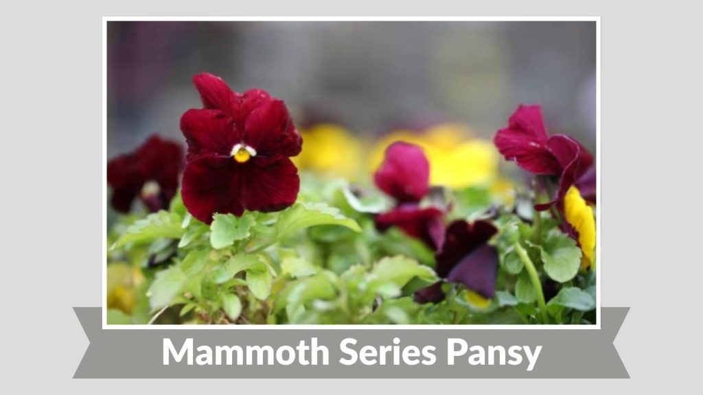 Mammoth Series Pansy