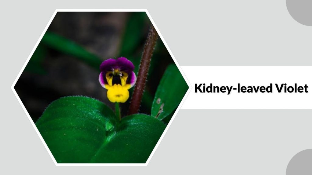 Kidney-leaved Violet