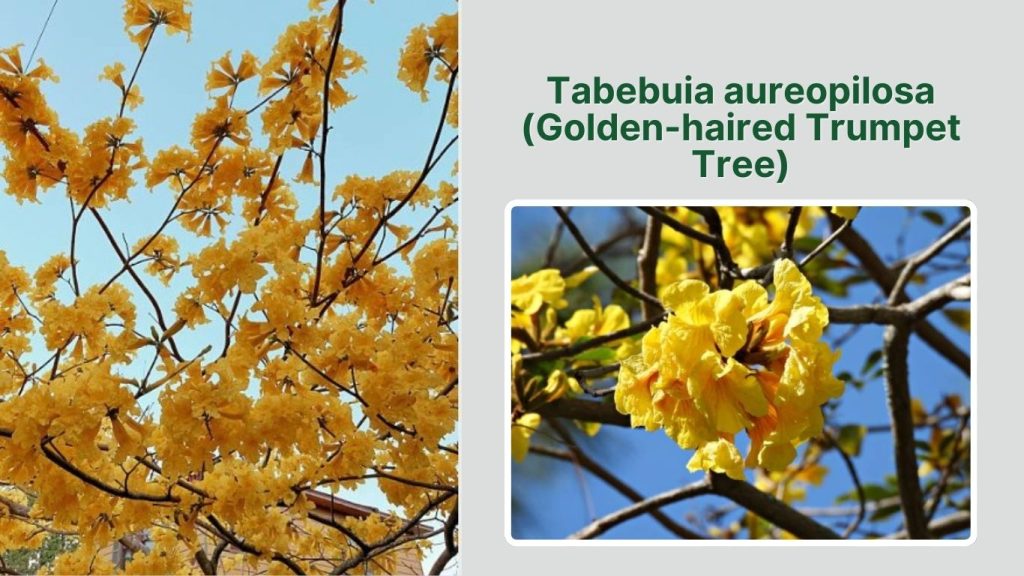 Tabebuia aureopilosa (Golden-haired Trumpet Tree)