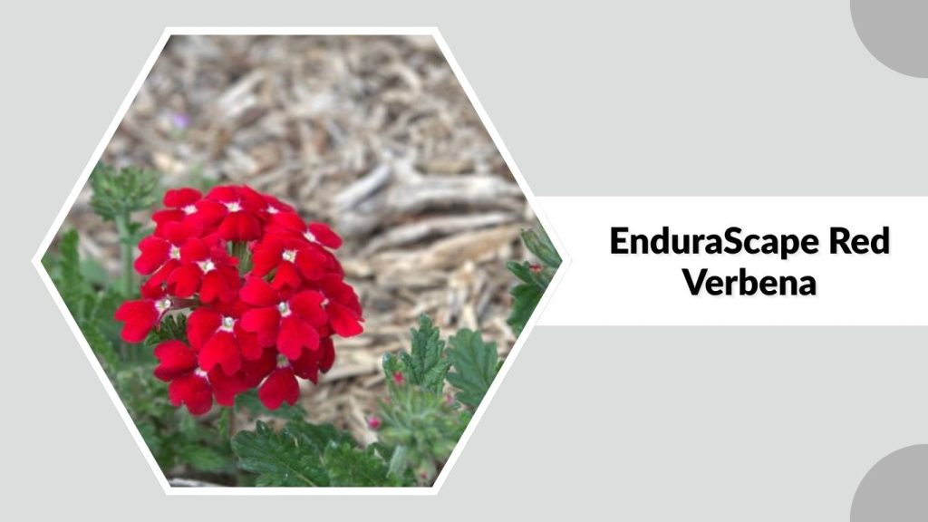 EnduraScape Red Verbena