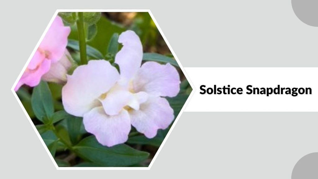 Solstice Snapdragon