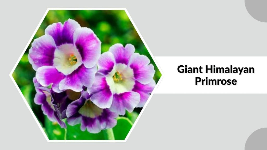 Giant Himalayan Primrose