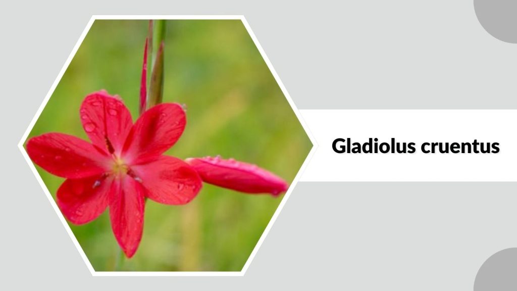 Gladiolus cruentus