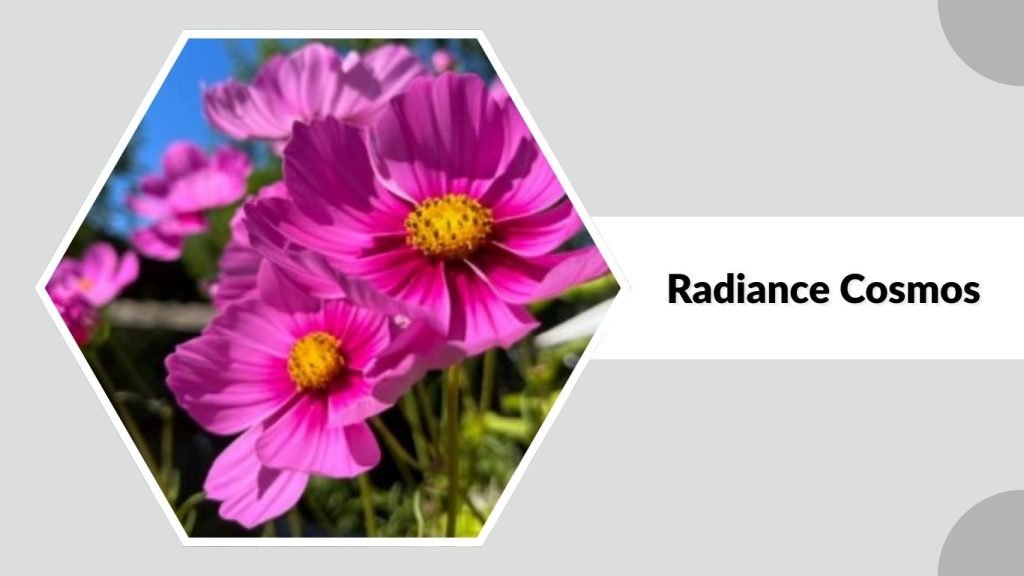 Radiance Cosmos