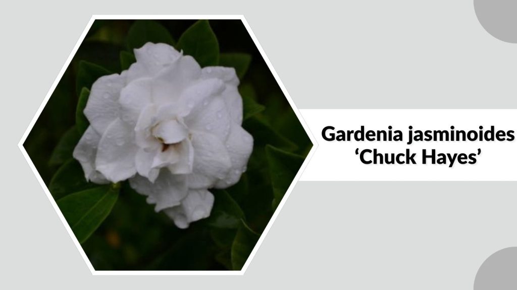 Gardenia jasminoides ‘Chuck Hayes’