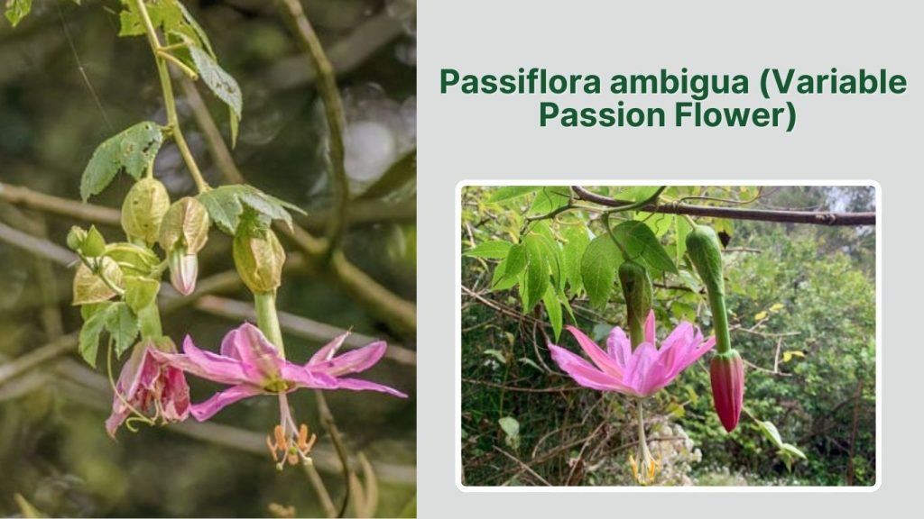 Passiflora ambigua (Variable Passion Flower)