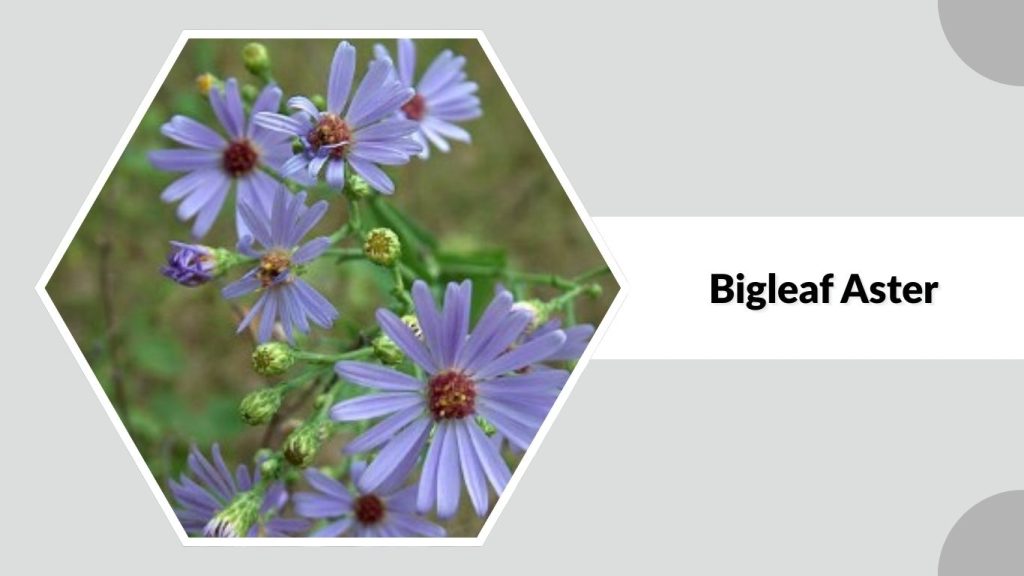 Bigleaf Aster
