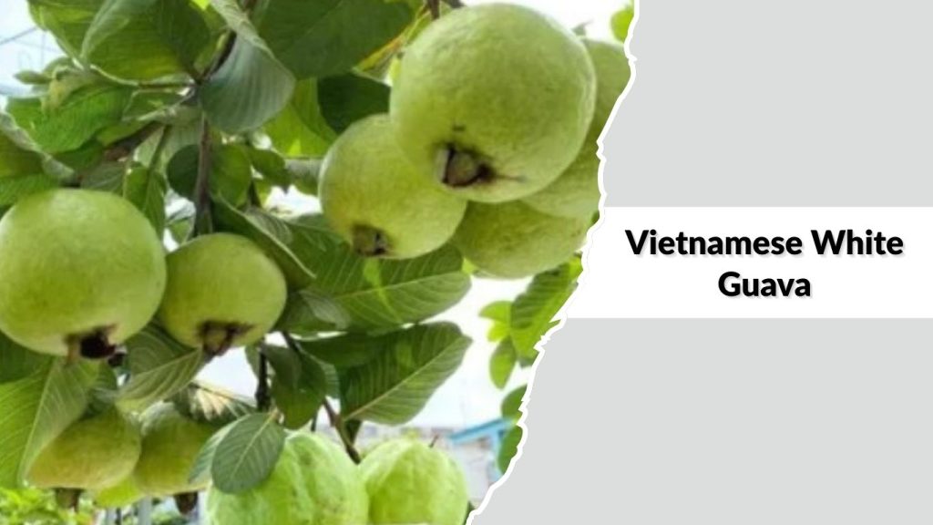 Vietnamese White Guava