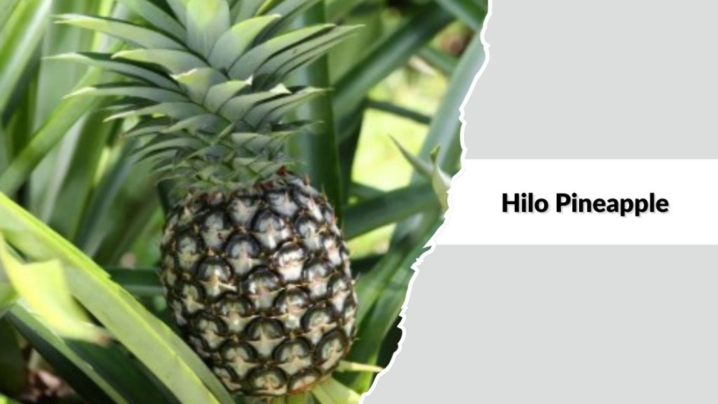 Hilo Pineapple