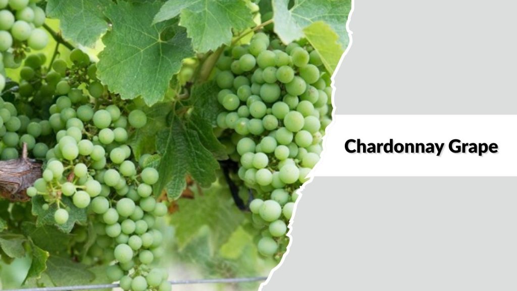 Chardonnay Grape