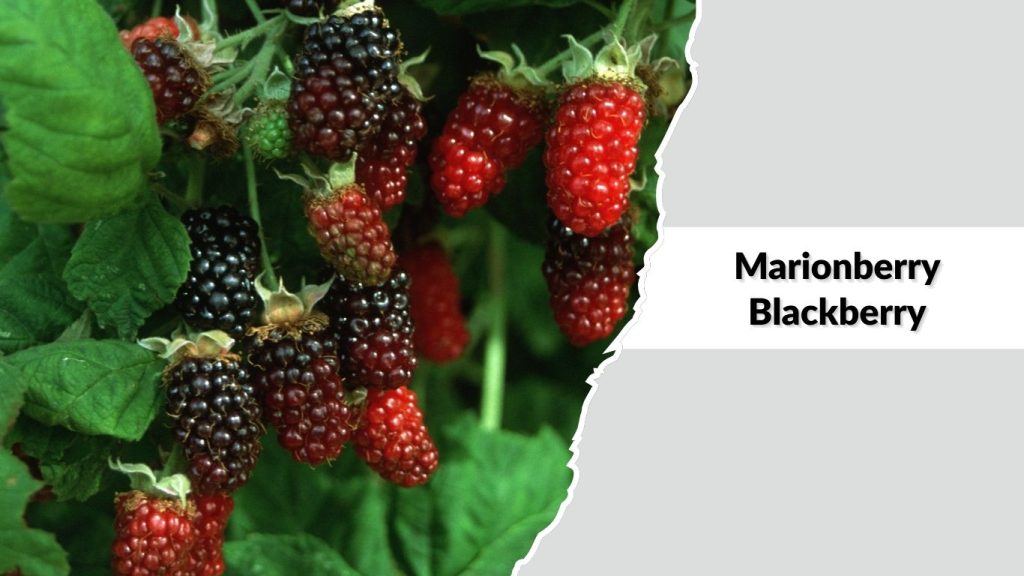  Marionberry Blackberry