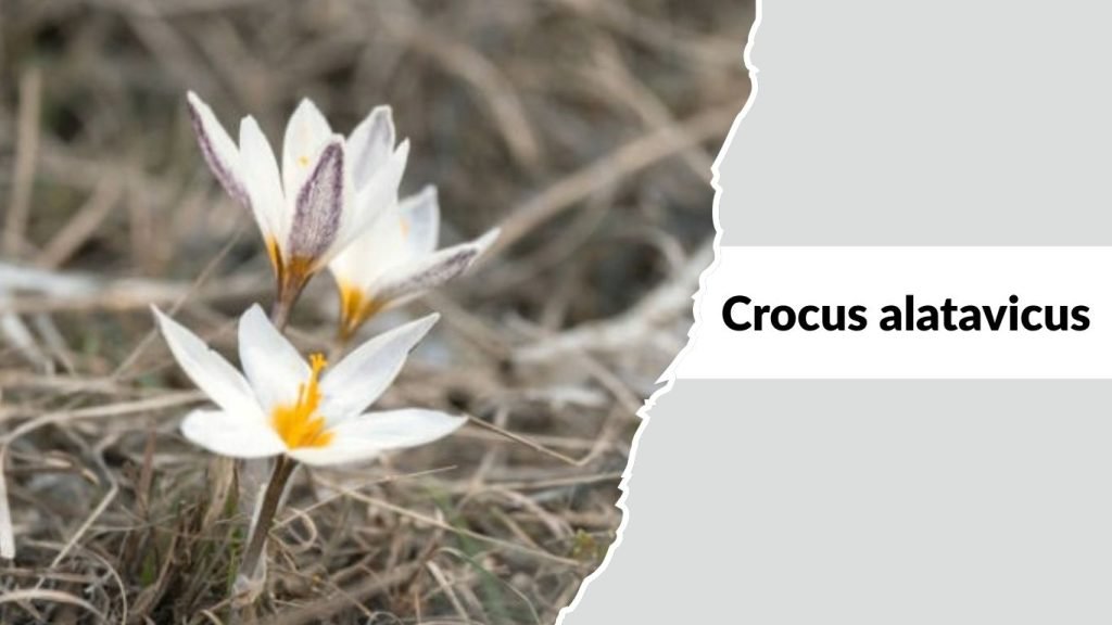 Crocus alatavicus