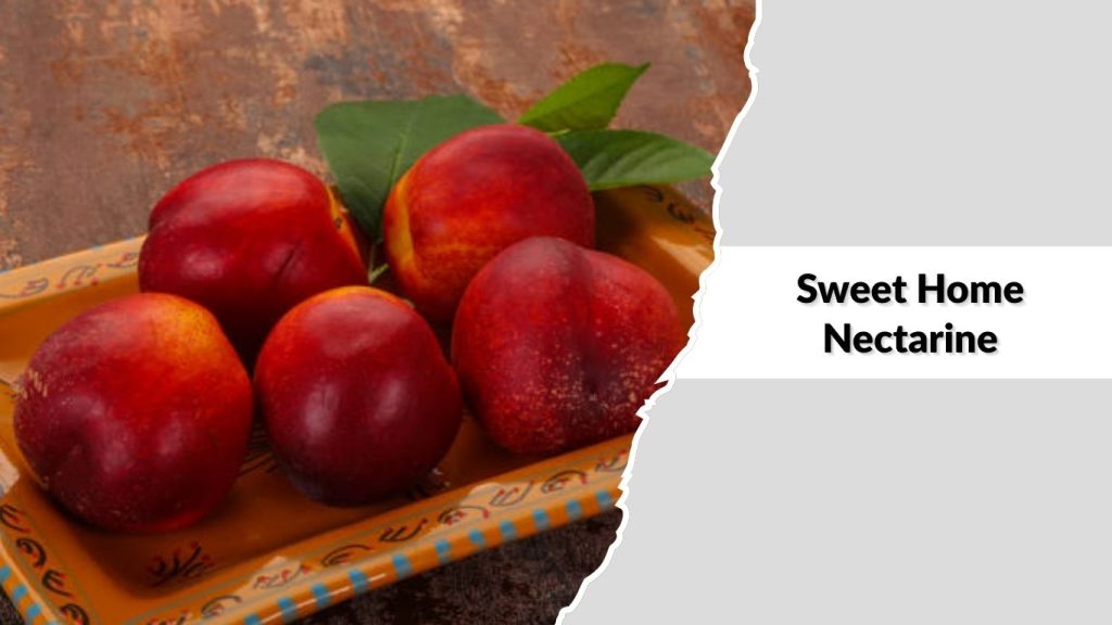 Sweet Home Nectarine