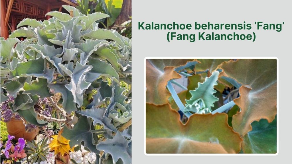 Kalanchoe beharensis ‘Fang’ (Fang Kalanchoe)