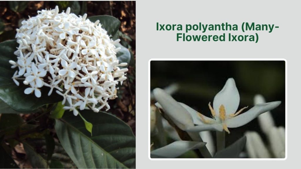 Ixora polyantha (Many-Flowered Ixora)