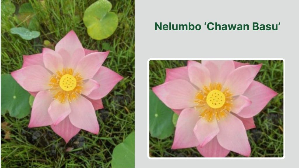 Nelumbo ‘Chawan Basu’
