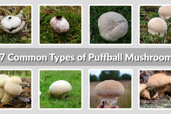 17 Common Types of Puffball Mushrooms Identification with Pictures