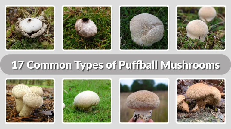 17 Common Types of Puffball Mushrooms Identification with Pictures