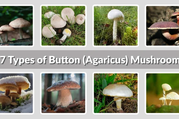 17 Types of Button (Agaricus) Mushrooms (ID with Pictures) 