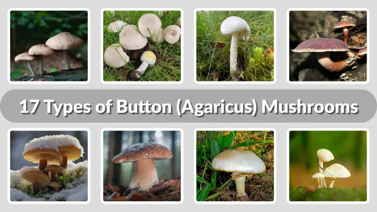 17 Types of Button (Agaricus) Mushrooms (ID with Pictures) 