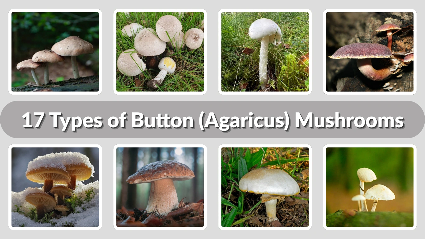 17 Types of Button (Agaricus) Mushrooms (ID with Pictures) 
