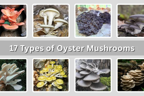 17 Types of Oyster Mushrooms Identification with Pictures