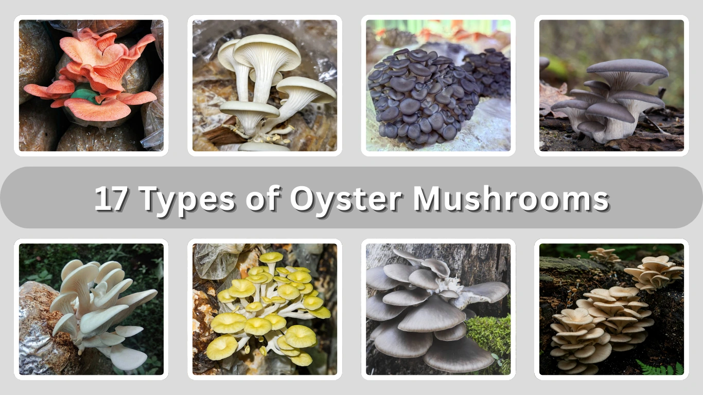 17 Types of Oyster Mushrooms Identification with Pictures