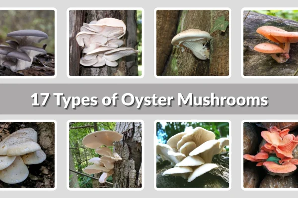 17 Types of Oyster Mushrooms: Identification with Pictures