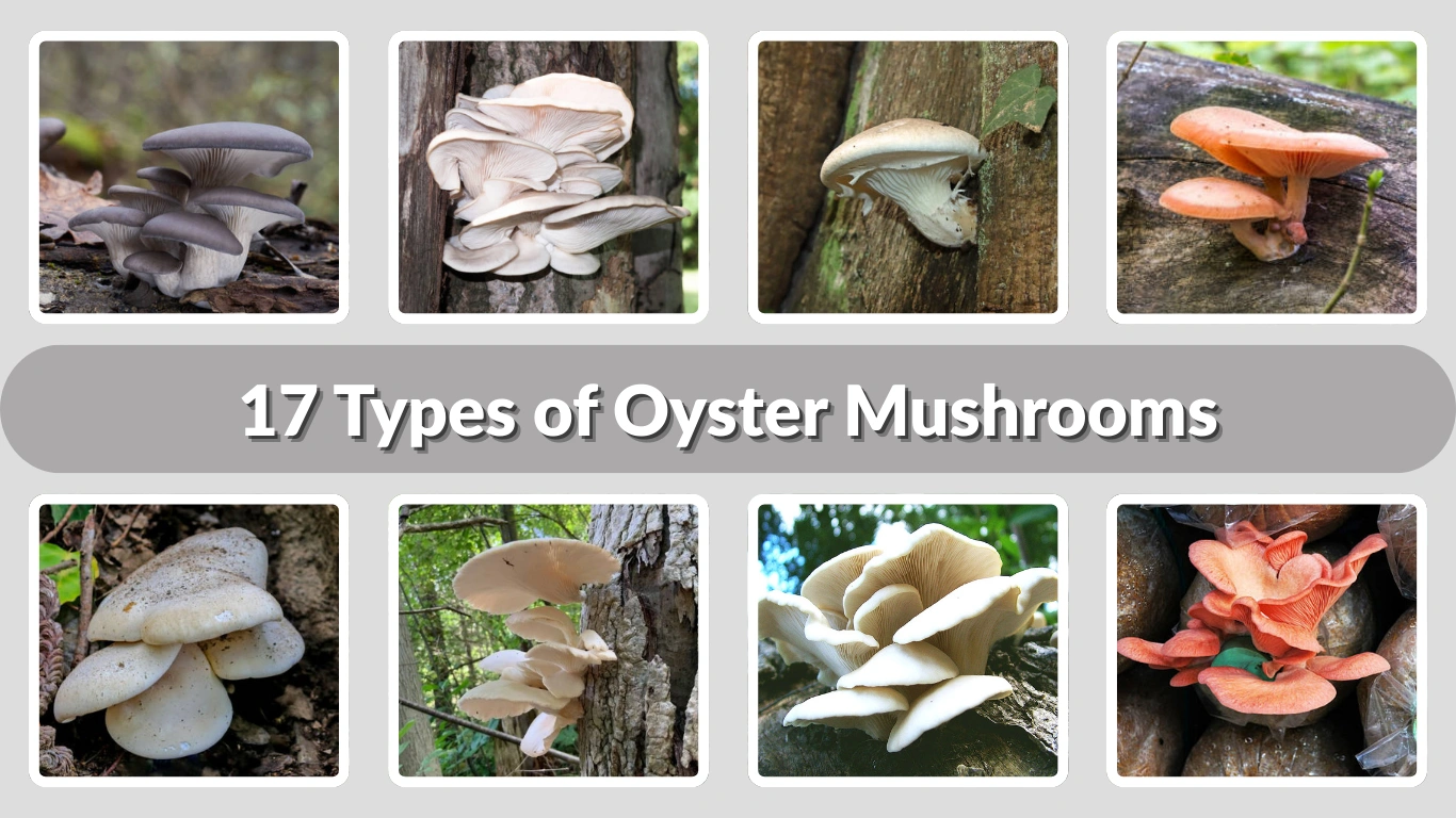 17 Types of Oyster Mushrooms: Identification with Pictures