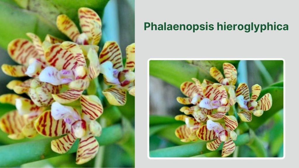 Phalaenopsis hieroglyphica