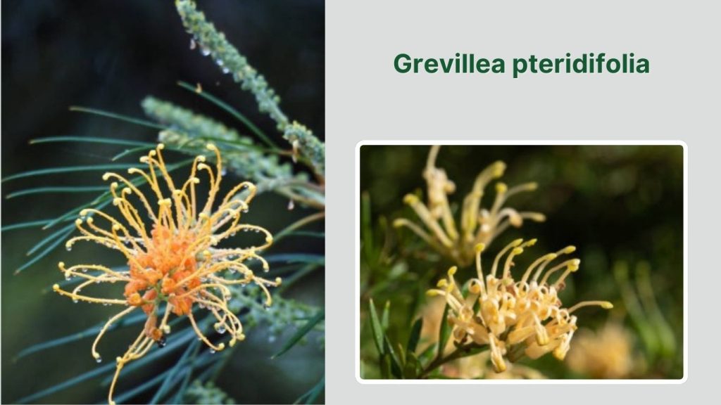 Grevillea pteridifolia