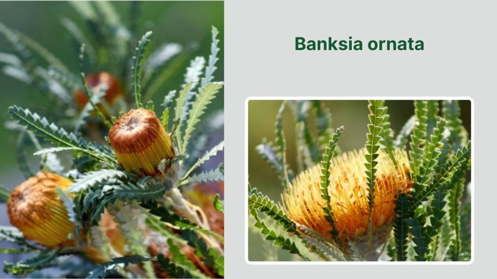 Banksia ornata