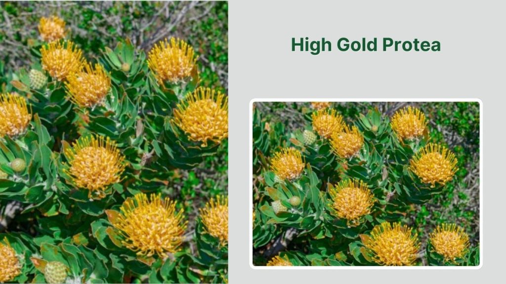 High Gold Protea