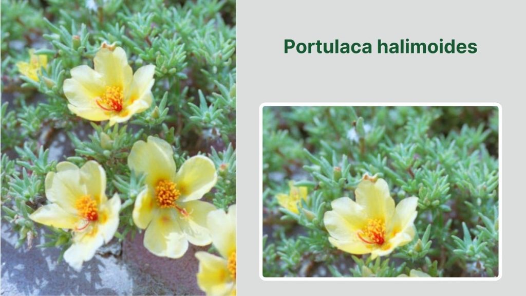 Portulaca halimoides 