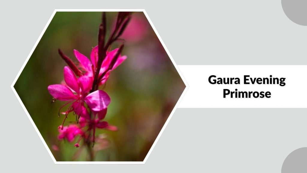 Gaura Evening Primrose