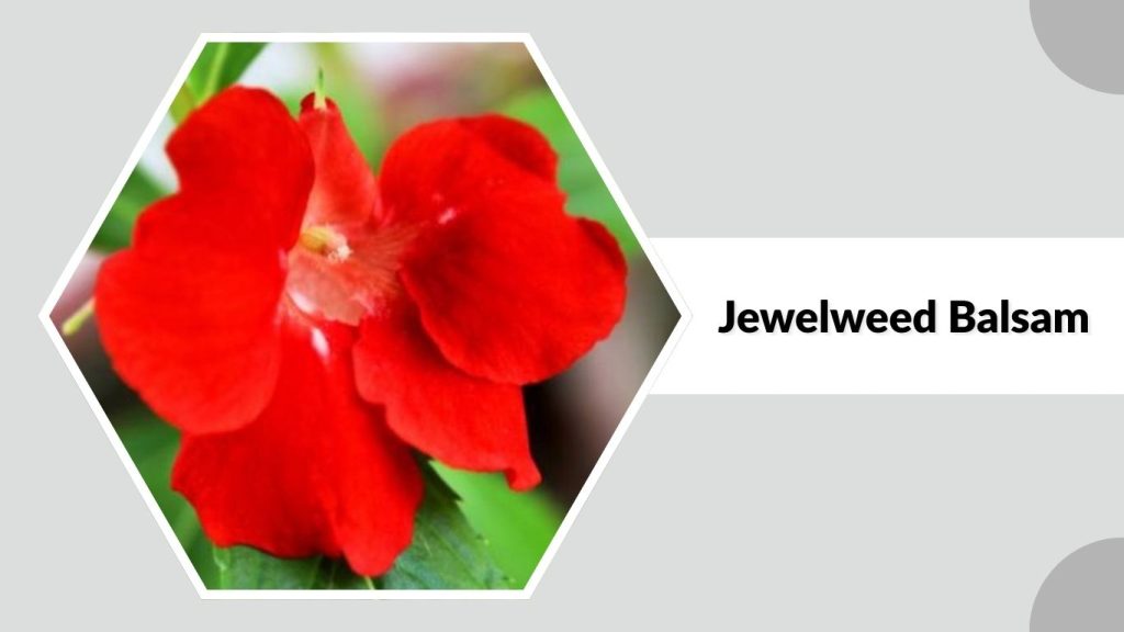  Jewelweed Balsam