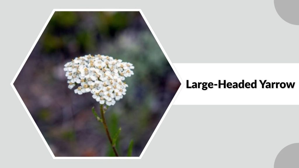 Large-Headed Yarrow