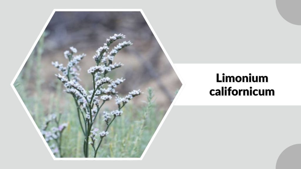  Limonium californicum