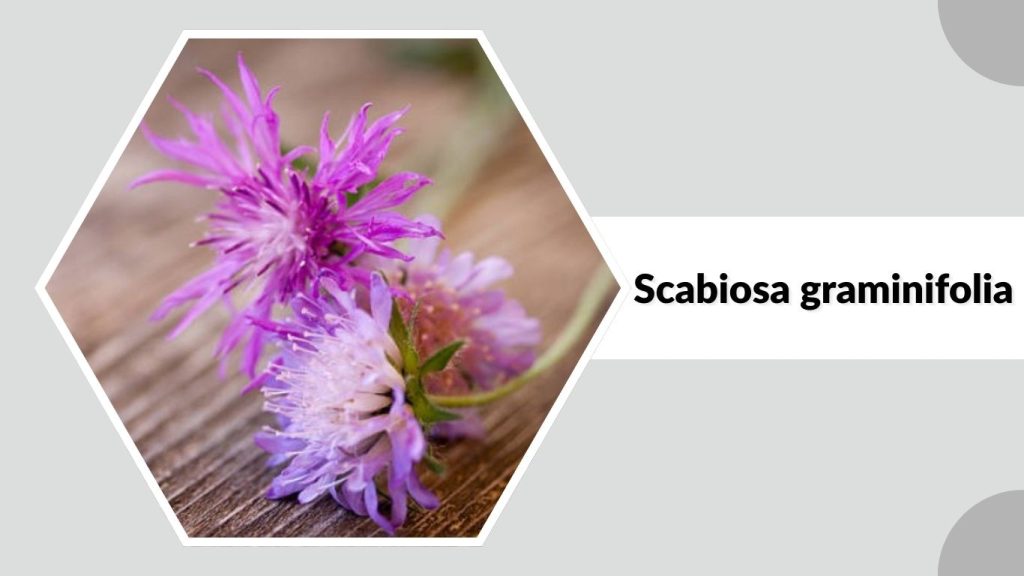 Scabiosa graminifolia