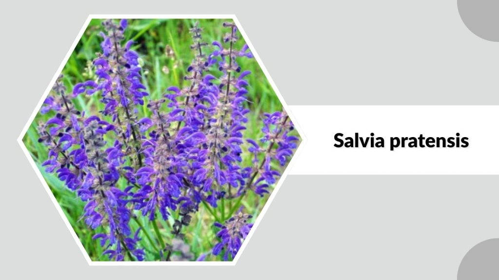 Salvia pratensis 
