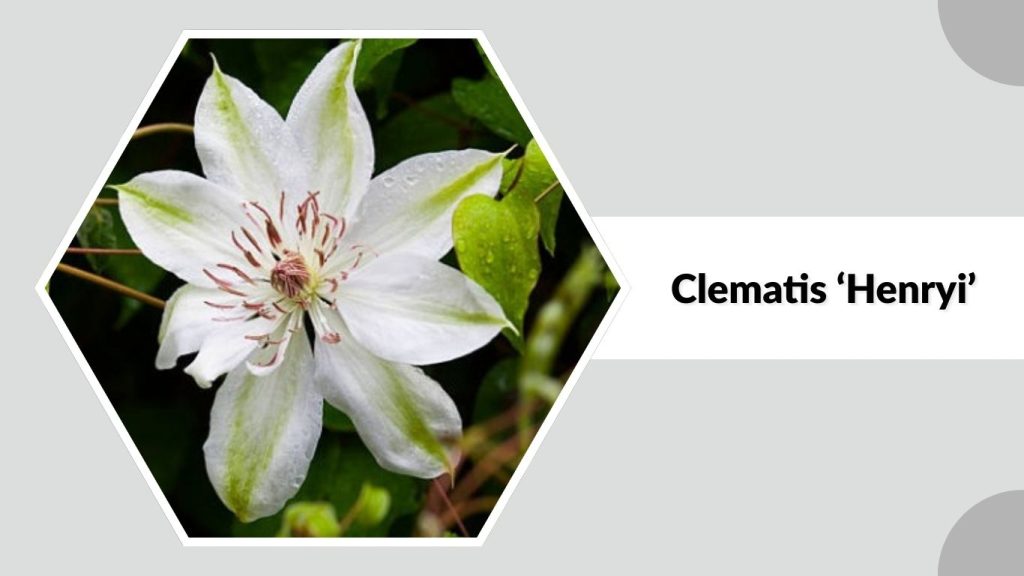 Clematis ‘Henryi’