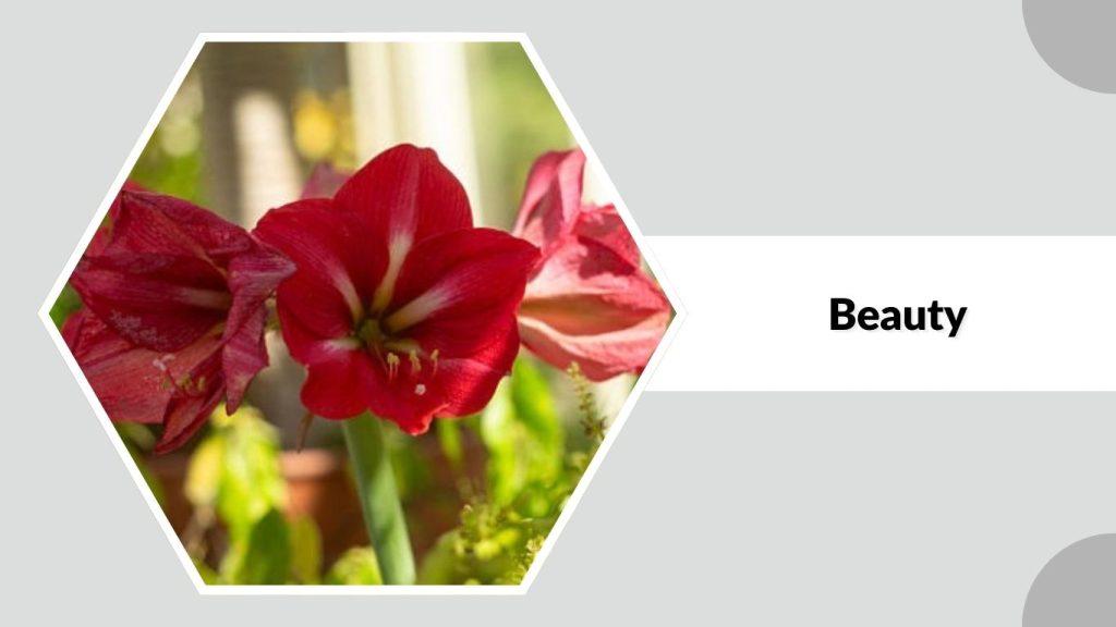Beauty