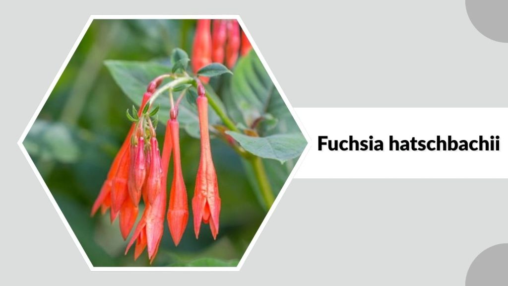 Fuchsia hatschbachii
