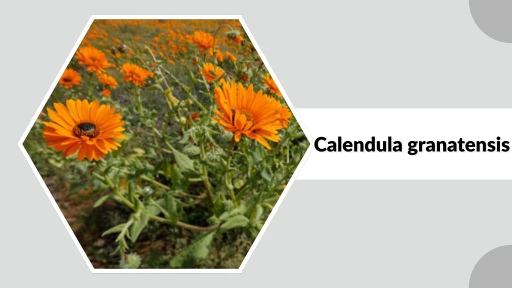 Calendula granatensis