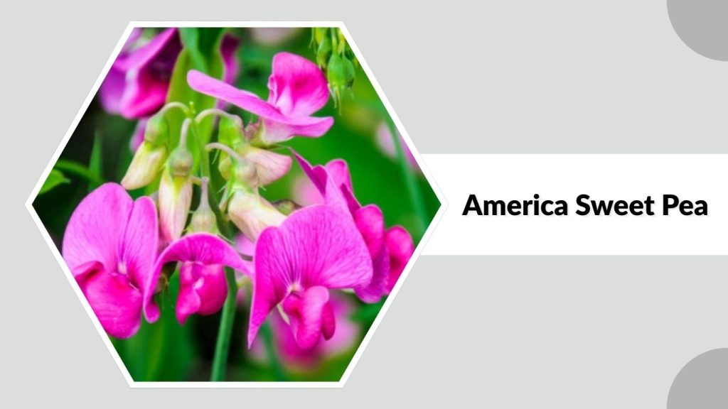 America Sweet Pea